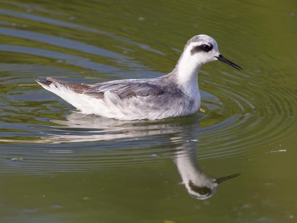 <h3><a href="/trips/oman/biota/animalia/chordata/aves/024 charadriiformes/015 scolopacidae/phalaropus lobatus/phalaropus lobatus-nl.html">Phalaropus&nbsp;lobatus</a> / Red‑necked&nbsp;phalarope / Grauwe&nbsp;franjepoot</h3>OM-1 Mark II met OLYMPUS M.150-400mm F4.5 TC, 1/2000 sec  bij F5.6, ISO 800, afstand 10.4&nbsp;m